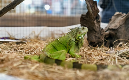 zootecnista.png