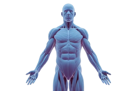 fisiologia2-removebg-preview.png
